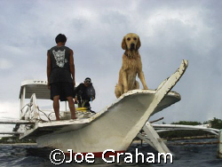 Dive center dog waiting on the boat as the divers return ... by Joe Graham 